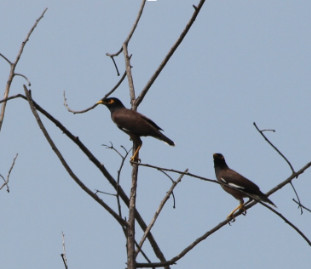 Acridotheres tristis