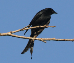 Dicrurus macrocercus