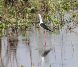 Himantopus himantopus