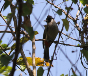 Picnonotus auriquaster