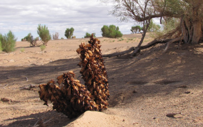 La flore du Gobi