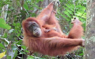 Gunung Leuser