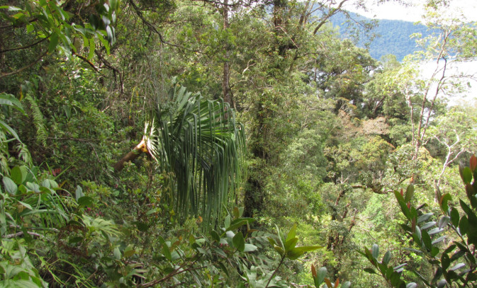 Forêts équatoriales