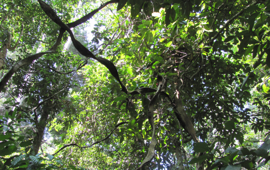 Forêts équatoriales