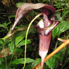 Arisaema filiforme