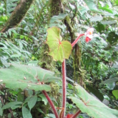 Begonia beccariana