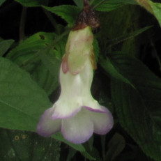 Bignionaceae