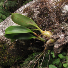 Bulbophyllum sp.