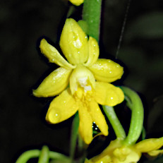 Calanthe flava