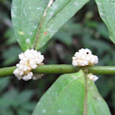 Elatostema cuspidatum