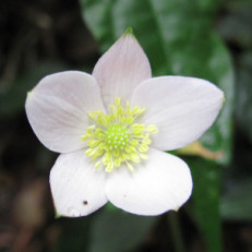  Anemone sumatrana