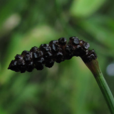 Equisetum sp.