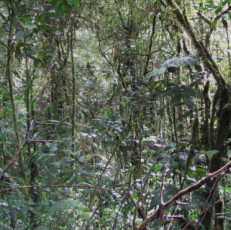 Haute forêt profonde