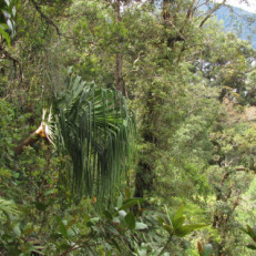 Canopée tendue vers le soleil