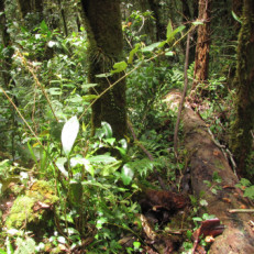 Trouée dans la forêt