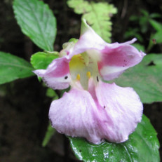 Impatiens sp.