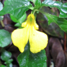 Impatiens dewildeana