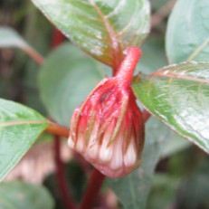 Medinilla sp. (tentative)