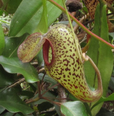 Nepenthes rafflesiana