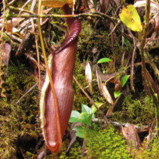 Nepenthes bongso