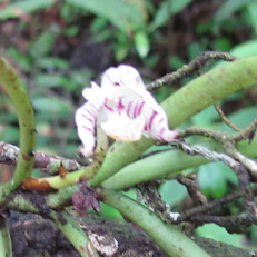 Trichoglotis pusilla