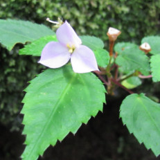 Sonerila heterophylla