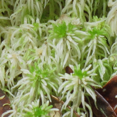 Sphagnum sp.