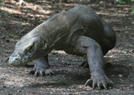 Le dragon de Komodo