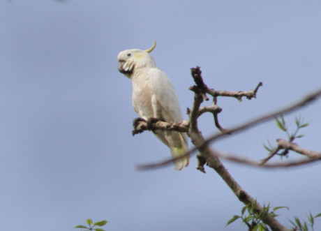 Cacatua sulphurea