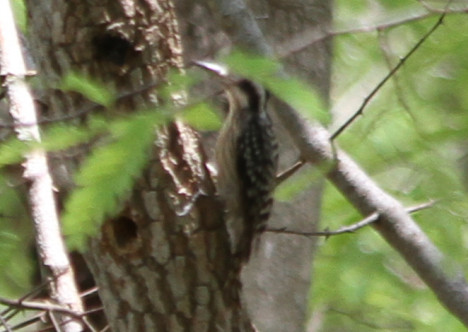 Yungipicus moluccensis