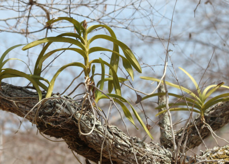 Vanda sp.