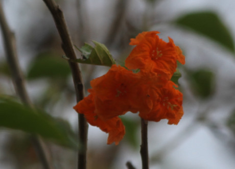 Cordia sebestena