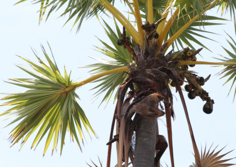 Borassus flabellifer