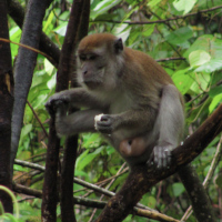 Macaca fascicularis