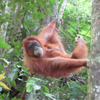 Orang-outan