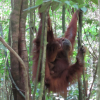 Orang-outan