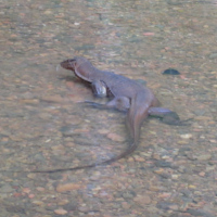 Varanus