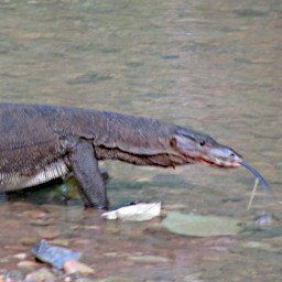 Varanus
