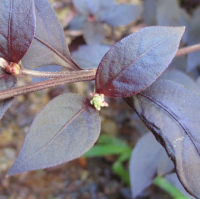 Alternanthera brasilian