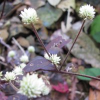 Alternanthera brasilian