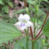 Asystasia gangetica