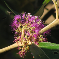 Callicarpa tomentosa