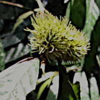 Castanopsis argentea