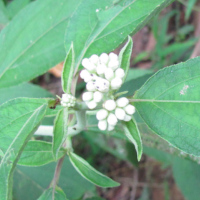 Clibadium surinamense