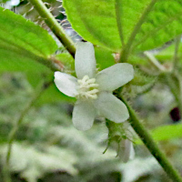 Clidemia hirta