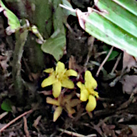Curculigo orchioides