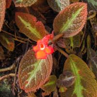 Episcia cupreata