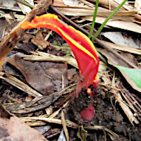 Etlingera coccinea