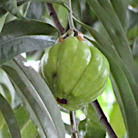 Garcinia gummi-gutta