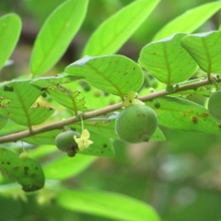 Glochidion obscurum